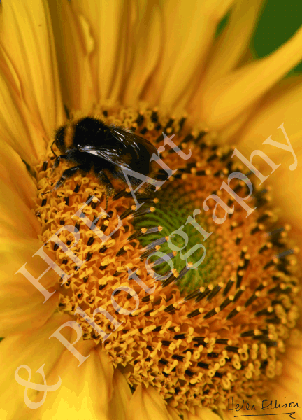 Bee on Giant Sunflower 01